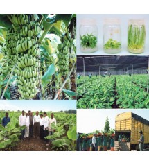 Jain Tissue Culture Banana Plants